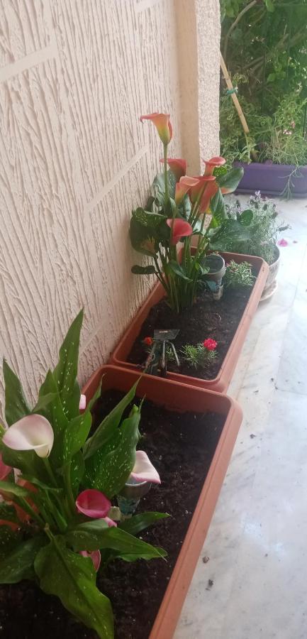 Aegina'S Flowers House Dış mekan fotoğraf